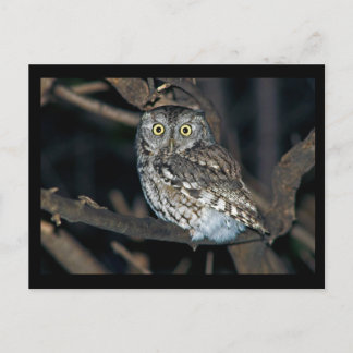 Geel Oosterse Schuif Owl, Midnight Briefkaart