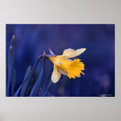 Geel op blauw poster (Voorkant)