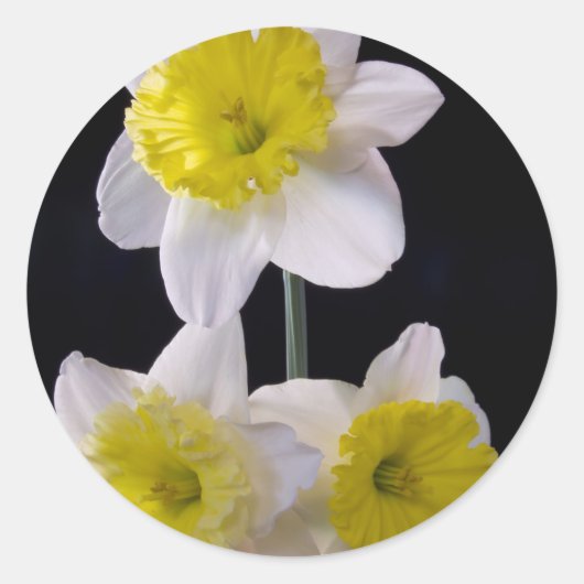 Geel op witte narcis ronde sticker (Voorkant)