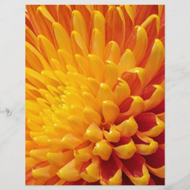 Geel & Oranje Chrysanthemum (Voorkant)