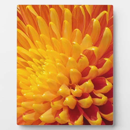 Geel & Oranje Chrysanthemum Fotoplaat (Voorkant)