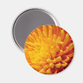 Geel & Oranje Chrysanthemum Magneet (Voorkant / Achterkant)