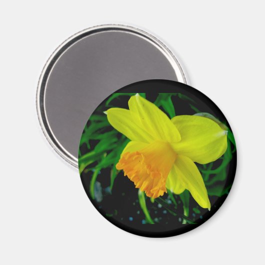 Geel Oranje Daffodil Magnet (Voorkant / Achterkant)