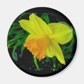 Geel Oranje Daffodil Magnet (Voorkant)