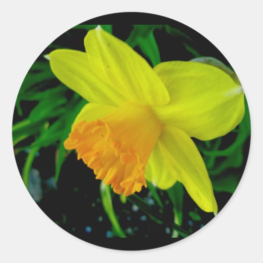 Geel Oranje Daffodil Stickers (Voorkant)