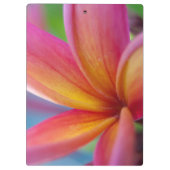 Geel Oranje Deep Pink Tropische Plumeria Flower Klembord (Achterkant)