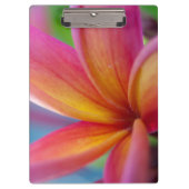 Geel Oranje Deep Pink Tropische Plumeria Flower Klembord (Voorkant)