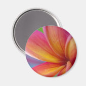Geel Oranje Deep Pink Tropische Plumeria Flower Magneet (Voorkant / Achterkant)