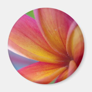 Geel Oranje Deep Pink Tropische Plumeria Flower Magneet