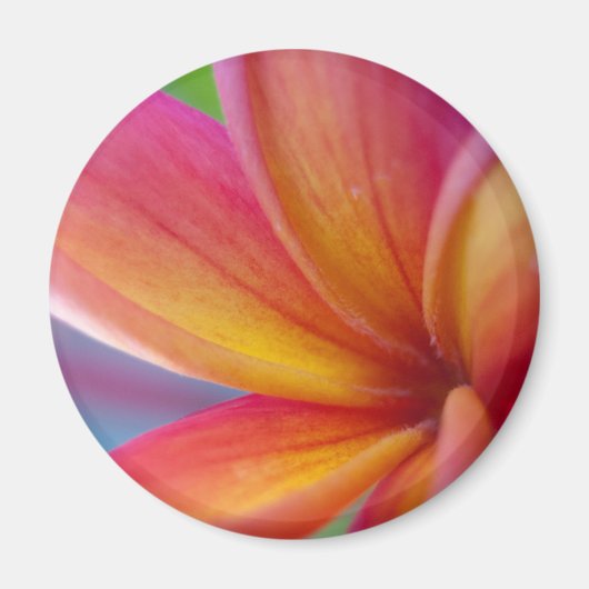 Geel Oranje Deep Pink Tropische Plumeria Flower Magneet (Voorkant)