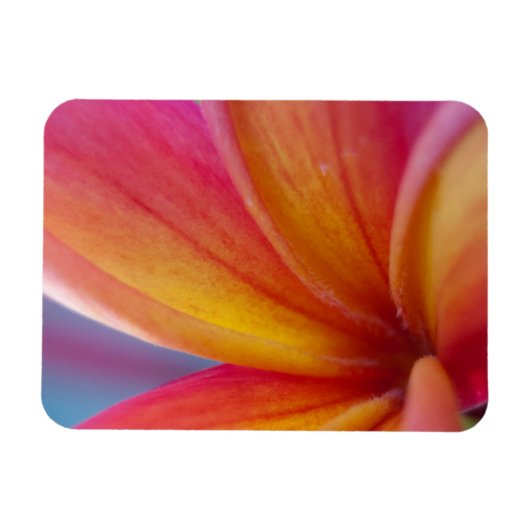 Geel Oranje Deep Pink Tropische Plumeria Flower Magneet (Horizontaal)