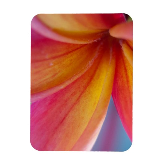 Geel Oranje Deep Pink Tropische Plumeria Flower Magneet (Verticaal)