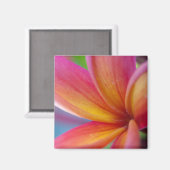 Geel Oranje Deep Pink Tropische Plumeria Flower Magneet (Voorkant / Achterkant)
