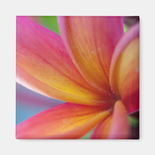 Geel Oranje Deep Pink Tropische Plumeria Flower Magneet (Voorkant)