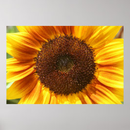 Geel, Oranje en bruin Poster van zonnebloemen