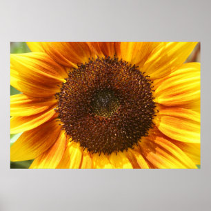 Geel, Oranje en bruin Poster van zonnebloemen