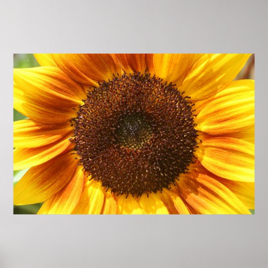 Geel, Oranje en bruin Poster van zonnebloemen (Voorkant)