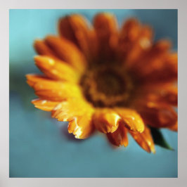 Geel Oranje marigold Flower Macro Poster