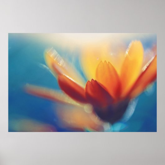 Geel Oranje marigoldventiel op blauw Poster (Voorkant)