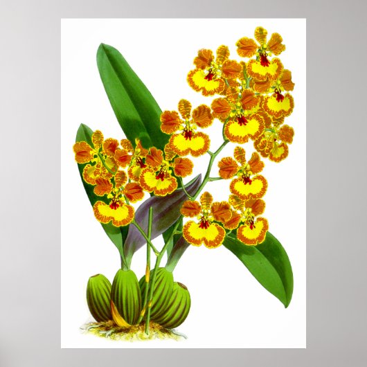  geel Oranje orchidee ventiel - Poster (Voorkant)