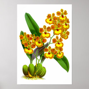  geel Oranje orchidee ventiel - Poster