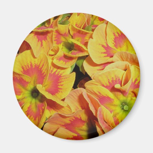 Geel Oranje Primrose Magnet (Voorkant)