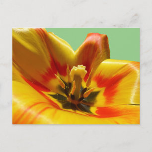 Geel Oranje Tulip DIY Briefkaart