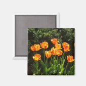 Geel Oranje Tulps magnet (Voorkant / Achterkant)