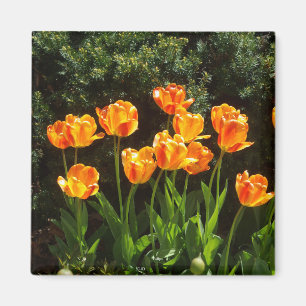 Geel Oranje Tulps magnet