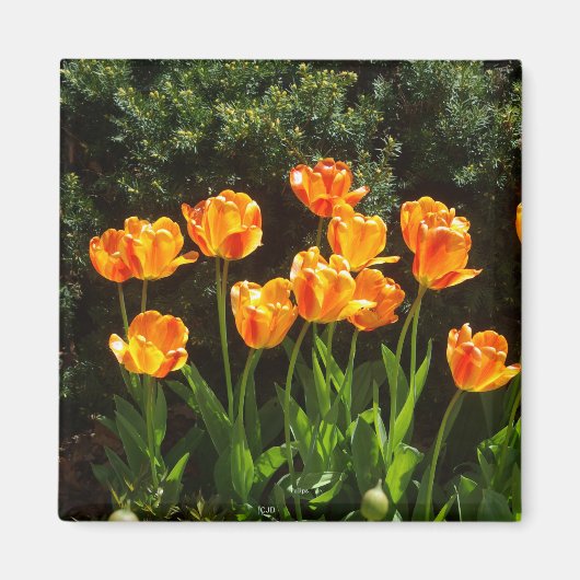 Geel Oranje Tulps magnet (Voorkant)