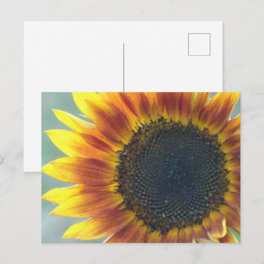 Geel Oranje Zonnebloemig Briefkaart (Voorkant / Achterkant)