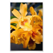 Geel orchidee bloeiend Plant Foto Afdruk (Voorkant)