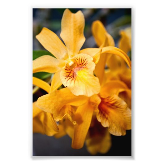 Geel orchidee bloeiend Plant Foto Afdruk (Voorkant)