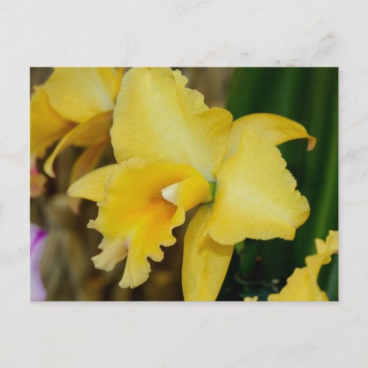 Geel orchidee Briefkaart (Voorkant)
