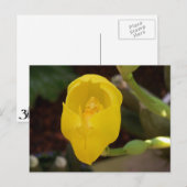 Geel orchidee Briefkaart (Voorkant / Achterkant)