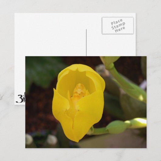 Geel orchidee Briefkaart (Voorkant / Achterkant)