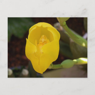 Geel orchidee Briefkaart