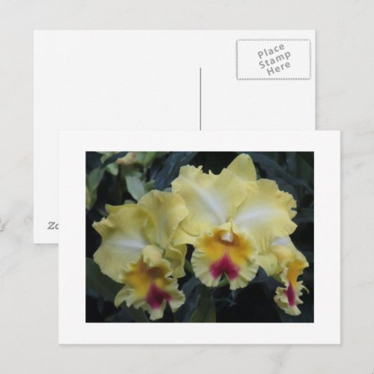 Geel orchidee briefkaart (Voorkant / Achterkant)