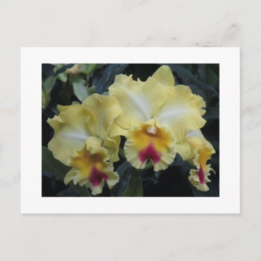 Geel orchidee briefkaart (Voorkant)