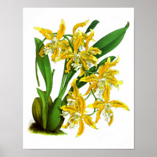 Geel orchidee Plant Tropisch Botanisch Print nr. 8