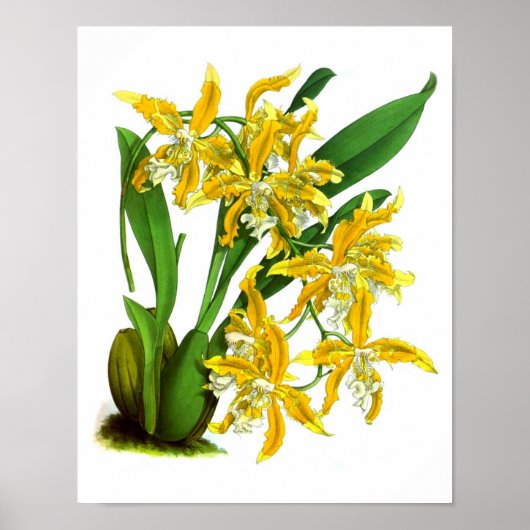 Geel orchidee Plant Tropisch Botanisch Print nr. 8 (Voorkant)