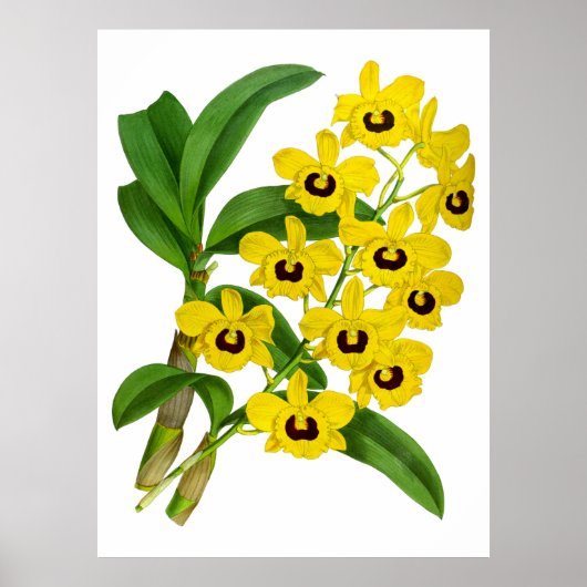 geel orchidee ventiel - Poster (Voorkant)
