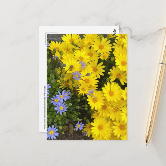 Geel & Paarse Daisies Briefkaart (Voorkant / Achterkant in situ)