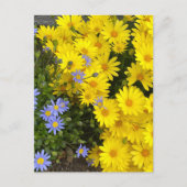 Geel & Paarse Daisies Briefkaart (Voorkant)