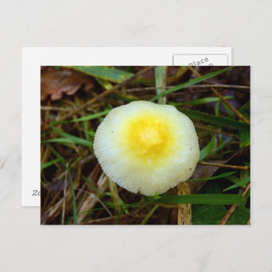 Geel Pet paddenstoel Briefkaart (Voorkant / Achterkant)