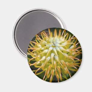 Geel Pin Kussen Protea Bloemmagneet Magneet