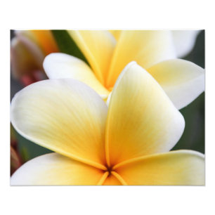 Geel plunjessventilator Frangipani Floral Design Foto Afdruk