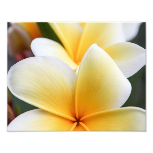 Geel plunjessventilator Frangipani Foto Afdruk (Voorkant)