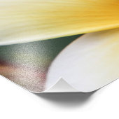 Geel plunjessventilator Frangipani Foto Afdruk (Hoek)