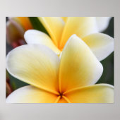 Geel plunjessventilator Frangipani Poster (Voorkant)